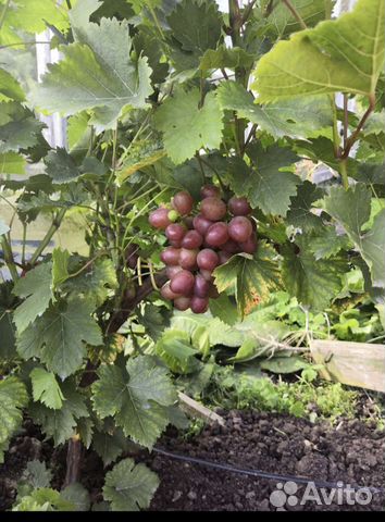 Саженцы винограда Виктория(Эухара ред)