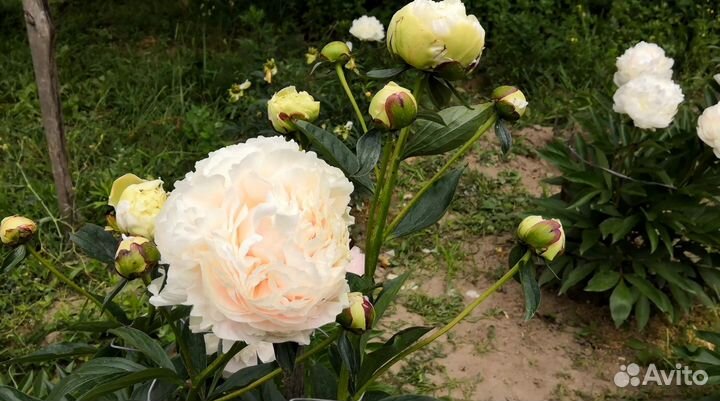 Пион Соланж