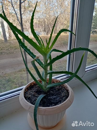 Алоэ лечебный