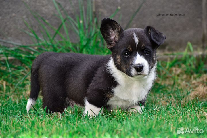 Щенки корги кардиган