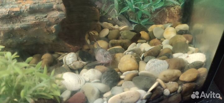 Аквариум с рыбками