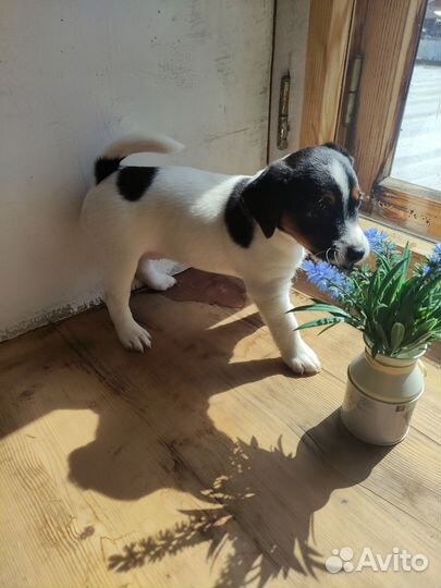 Джек Рассел терьер