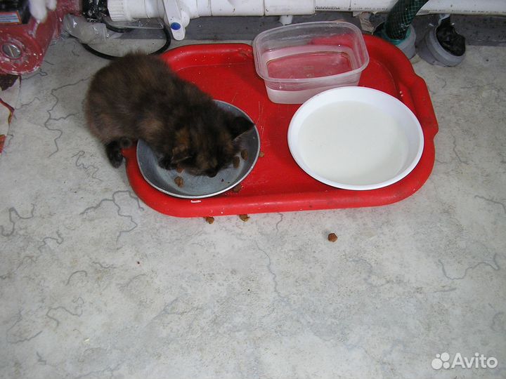 Подарю чудо котят