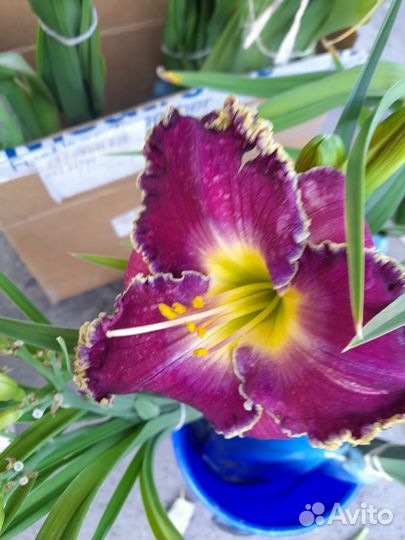 Лилейники (саженцы)