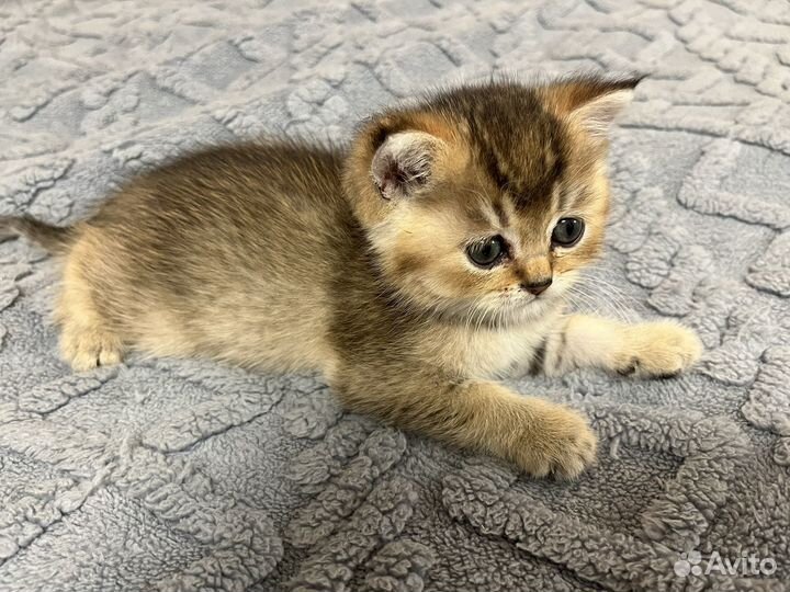 Золотой мальчик