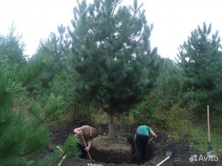 Сосны с комом. Большой выбор. Разные сорта