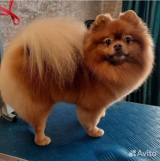 Стрижка (груминг) собак и кошек, Русановская ул