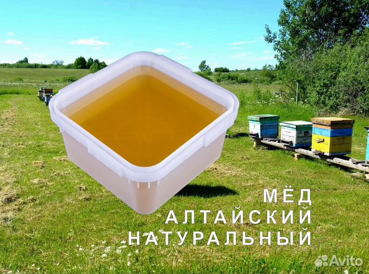 Мед натуральный алтайский оптом