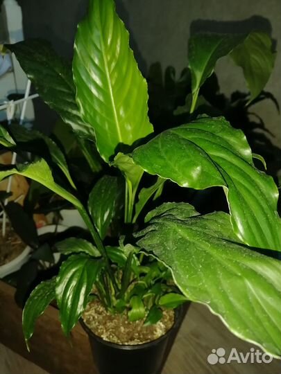 Спатифиллум, взрослое растение