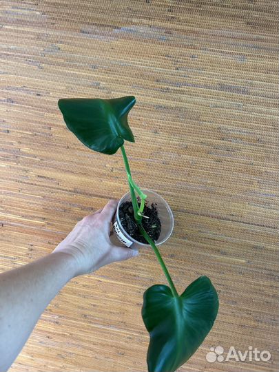 Филодендрон Плуто и др