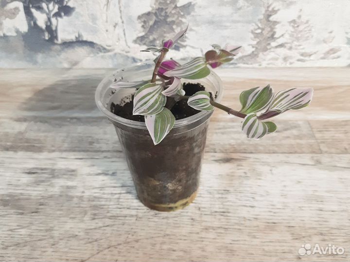 Традесканция