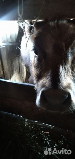 Бычок и телочка