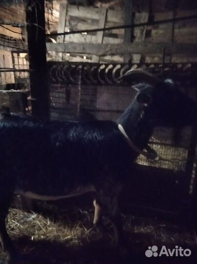 Коза нубийская