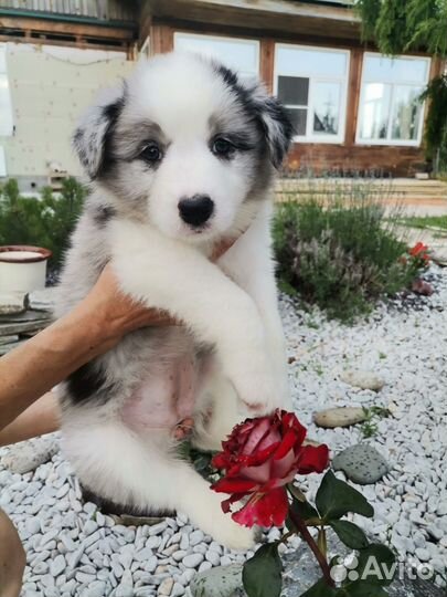 Бордер колли