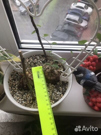 Dioscorea elephantipes (диоскорея)