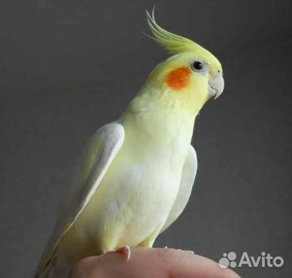 Попугай карелла