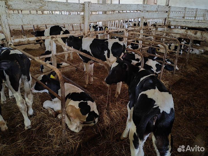 Телята бычки