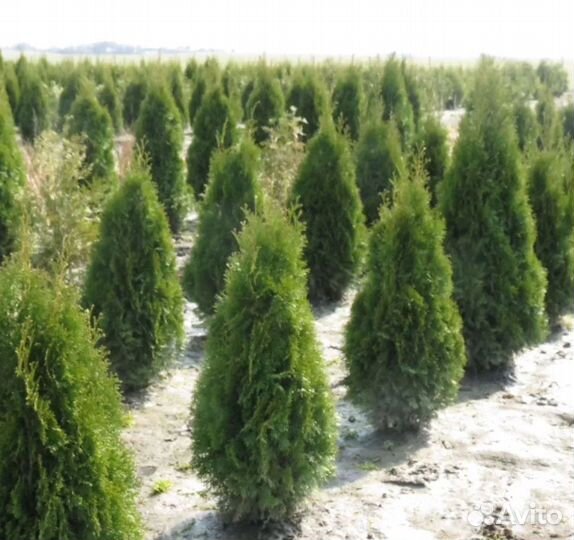 Саженцы хвойных деревьев