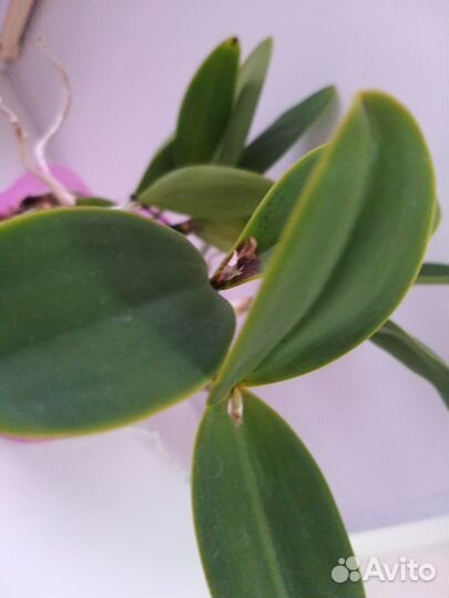 Cattleya 