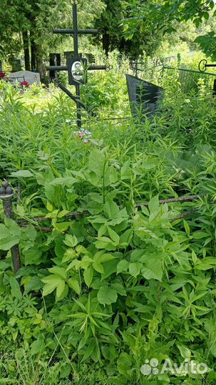 Покос травы триммером