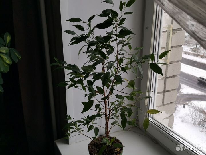 Шефлера, фиалка, герань, спатифилл, фикус, строман