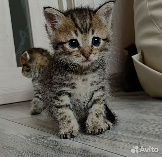 Шотландские вислоухие котята