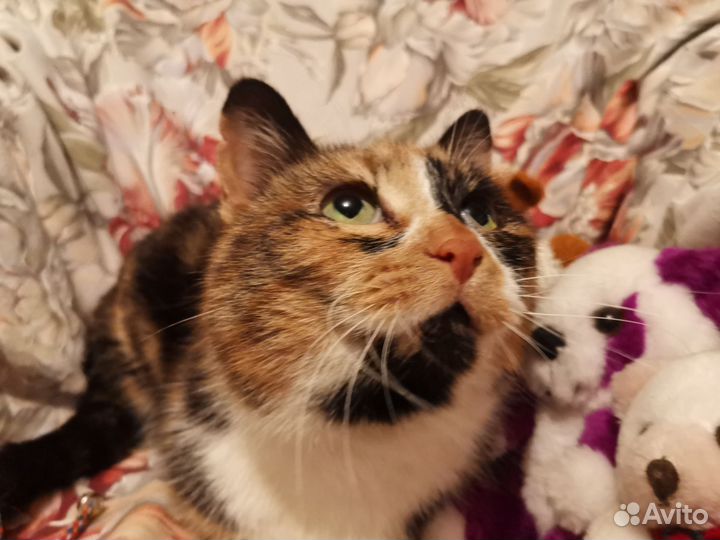 Трехцветная кошка