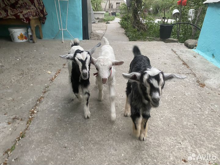 Козлята