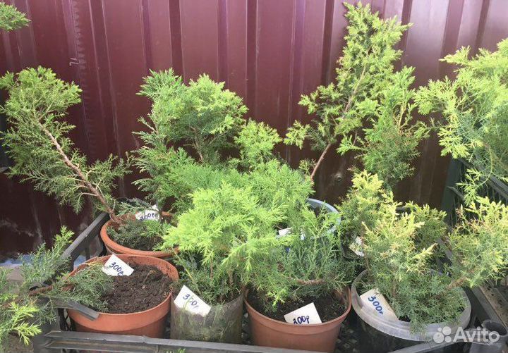 Можжевельник