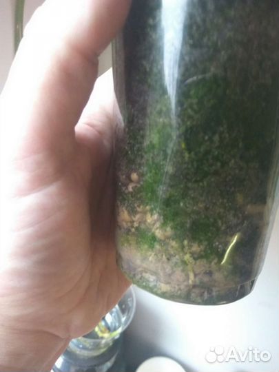 Пальма панданус