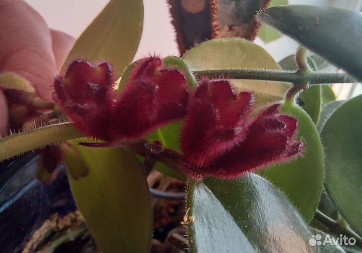 Цветы растения в офиса