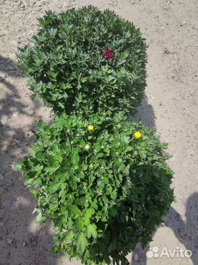 Хризантема мультифлора