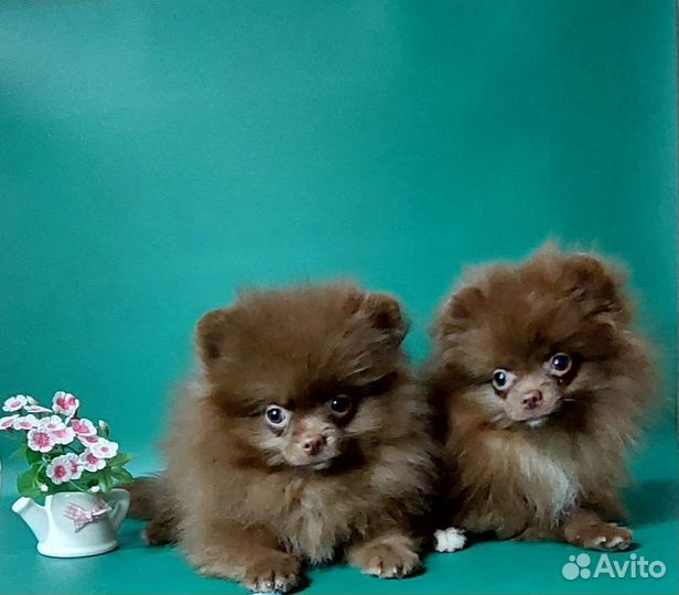Померанский шпиц