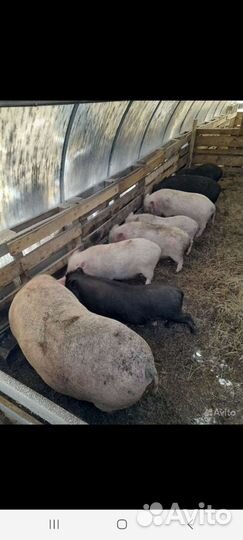 Вьетнамские вислобрюхие поросята