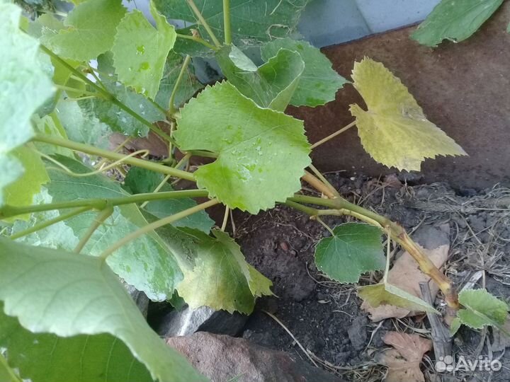 Продам саженец винограда