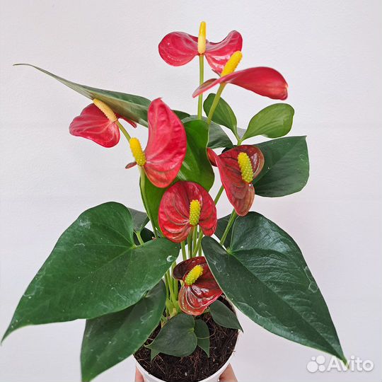 Комнатные цветы антуриум