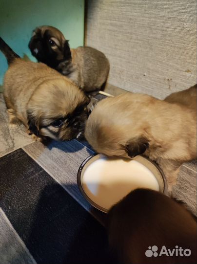 Щенки пекинеса