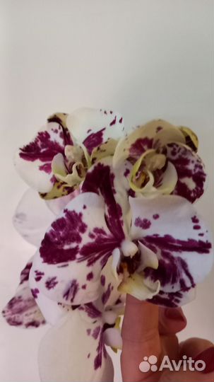 Орхидея фаленопсис