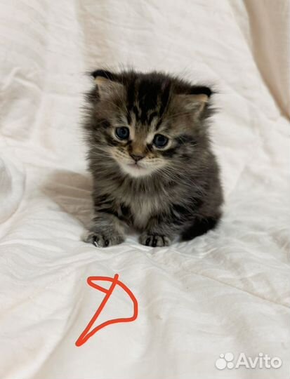 Котята мейн-кун