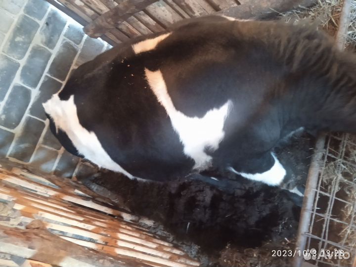 Бычки и быки 1 год