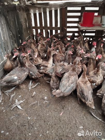 Продажа уток