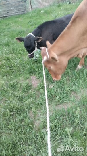 Корова с телёнком