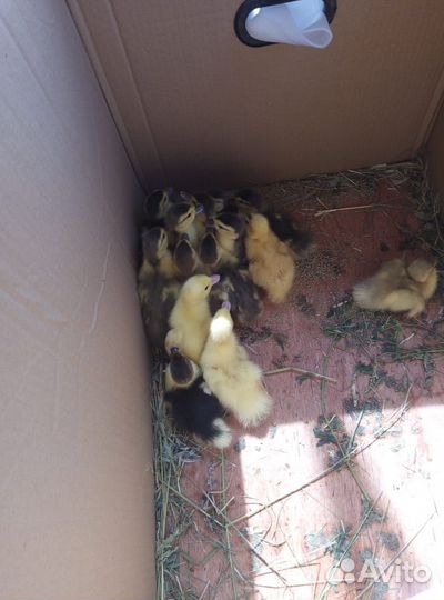 Мускусные утята