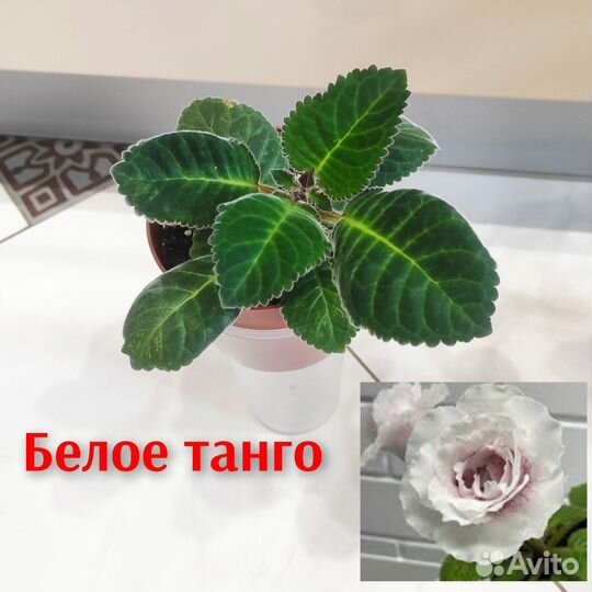 Сортовые глоксинии