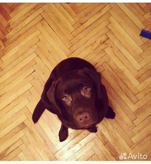 Вязка лабрадора