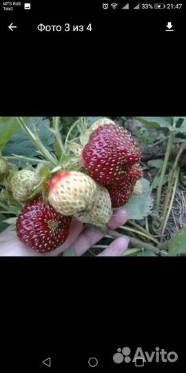 Чёрный принц