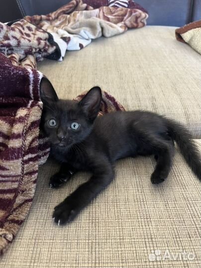 Котята девон-рекс