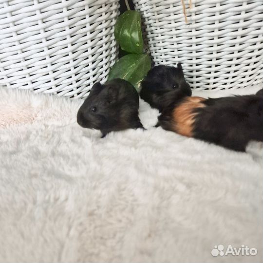 Морские свинки