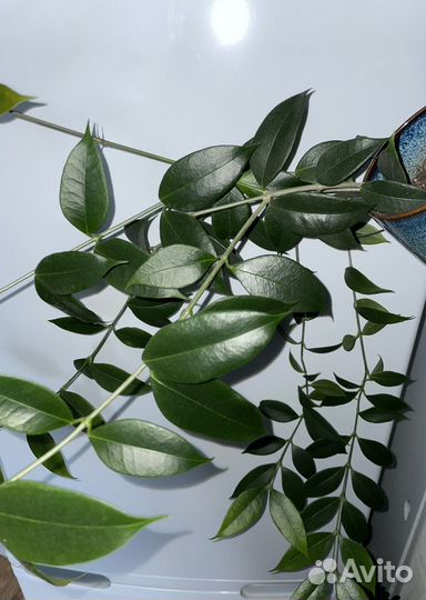 Взрослая Hoya Odorata