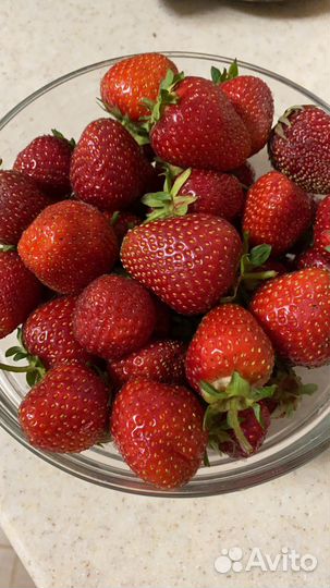 Рассада клубники